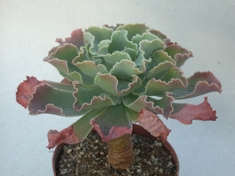 echeveria shawiana 9997