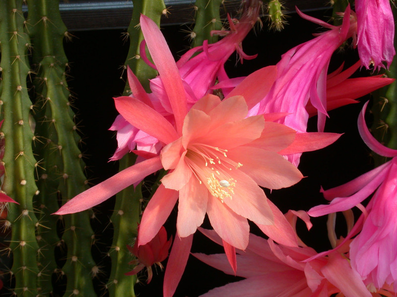 aporocactus sussex pink02