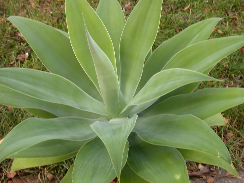 agave attenuata06