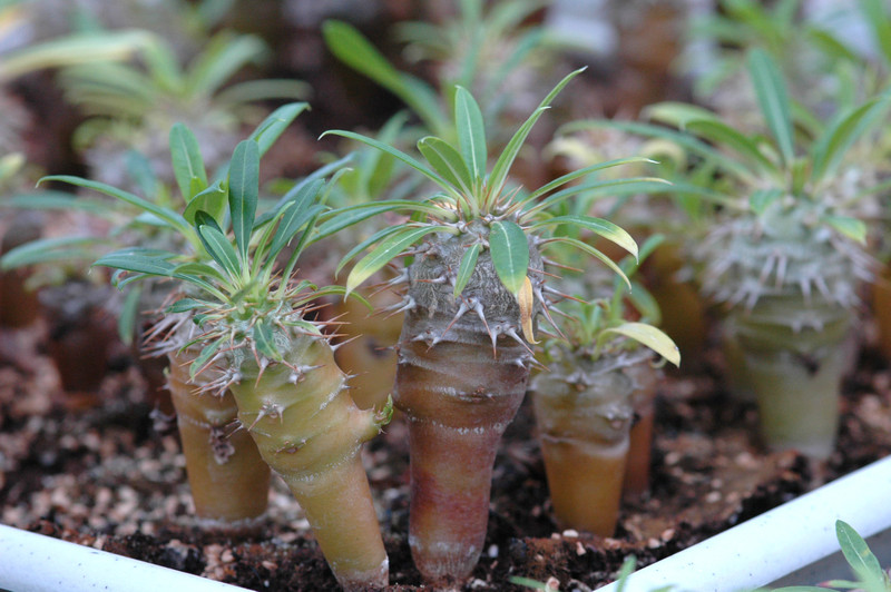 pachypodium lameri 01