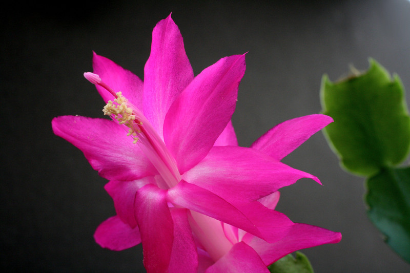 schlumbergera madonga 5840