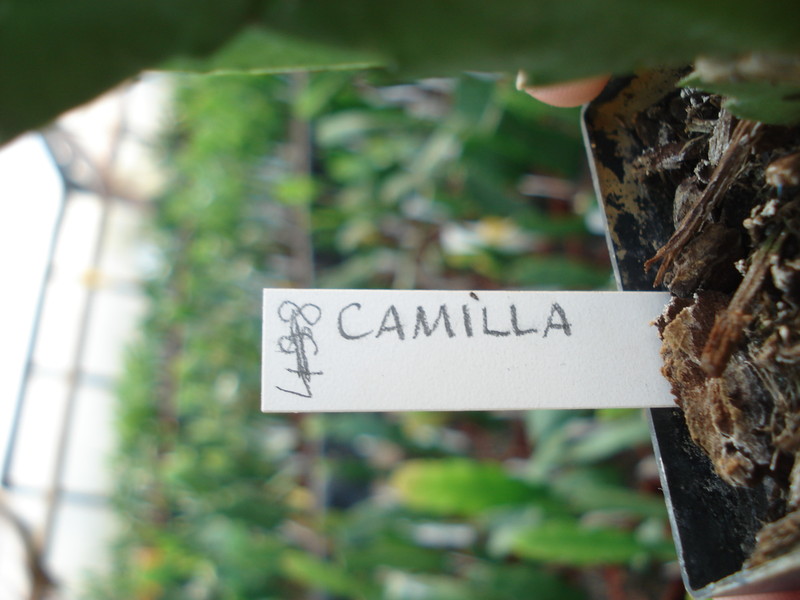 schlumbergera camilla 4878