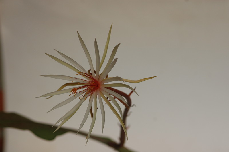 epiphyllum phyllanthus rubrocoronatum rba373 715