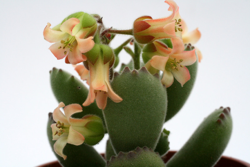 cotyledon ladysmithiensis großer loewe 1212