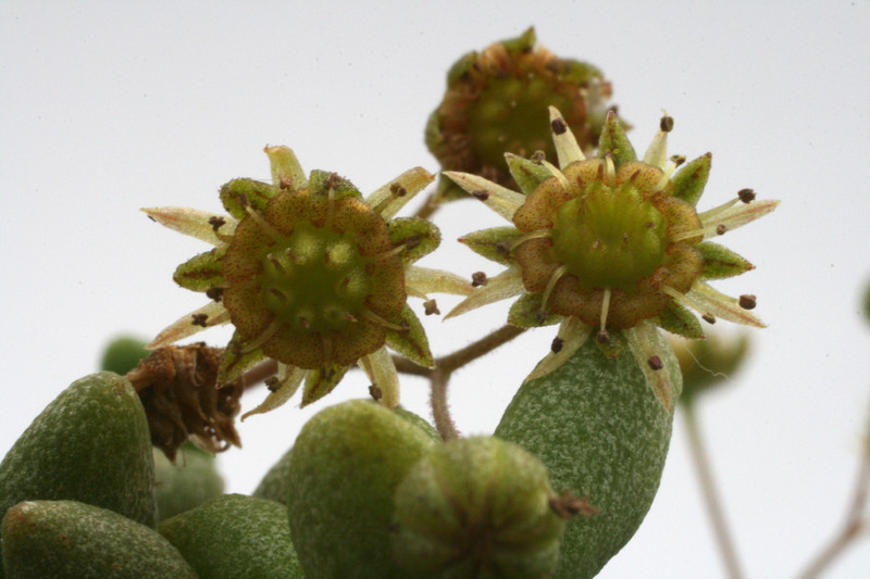 monanthes eaxiflora 9854