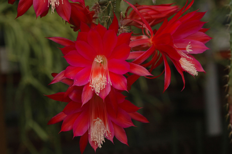 aporocactus lucifer paetz 0251