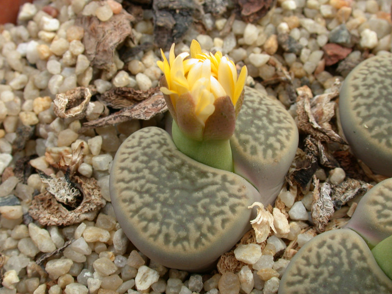 lithops hookeri marginata 04