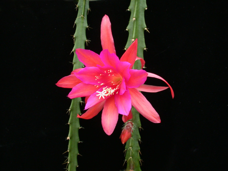 aporocactus wendy14