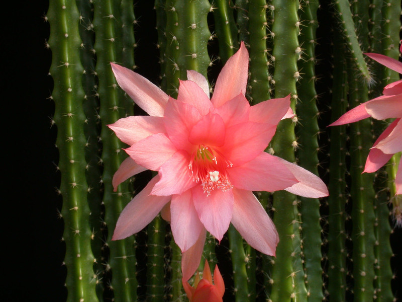 aporocactus sussex pink03