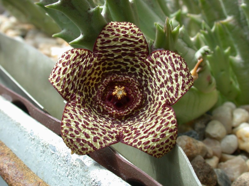 orbea verrucosa 02