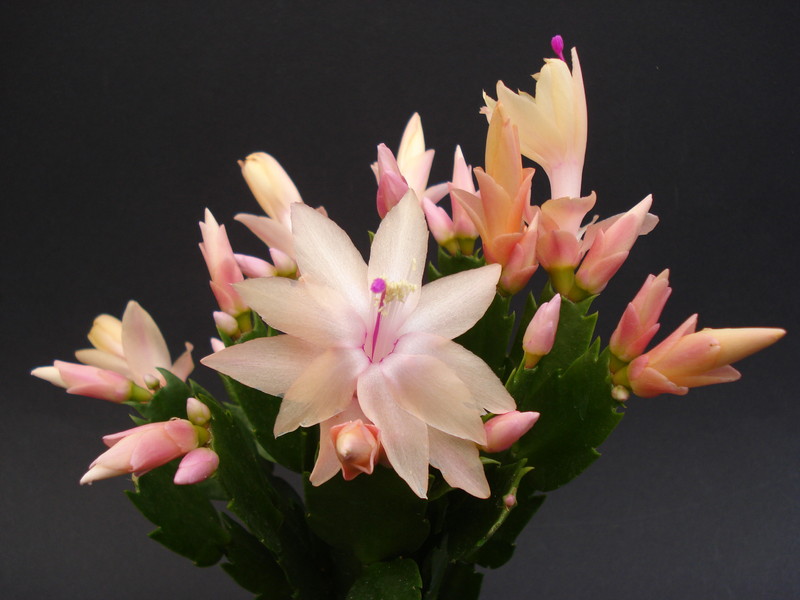 schlumbergera limelight dancer 1633