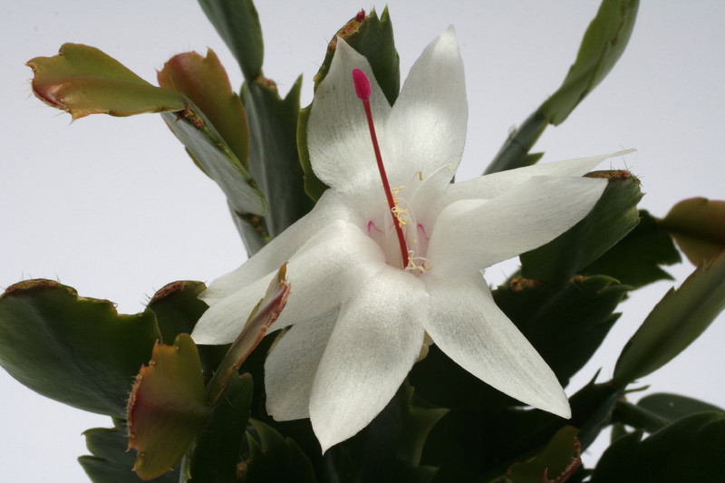 schlumbergera malissa 8831