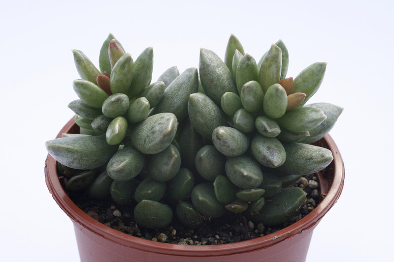 adromischus clavifolius 7987