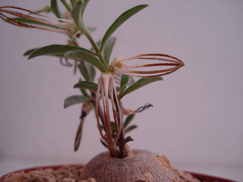 brachystelma circinatum 44