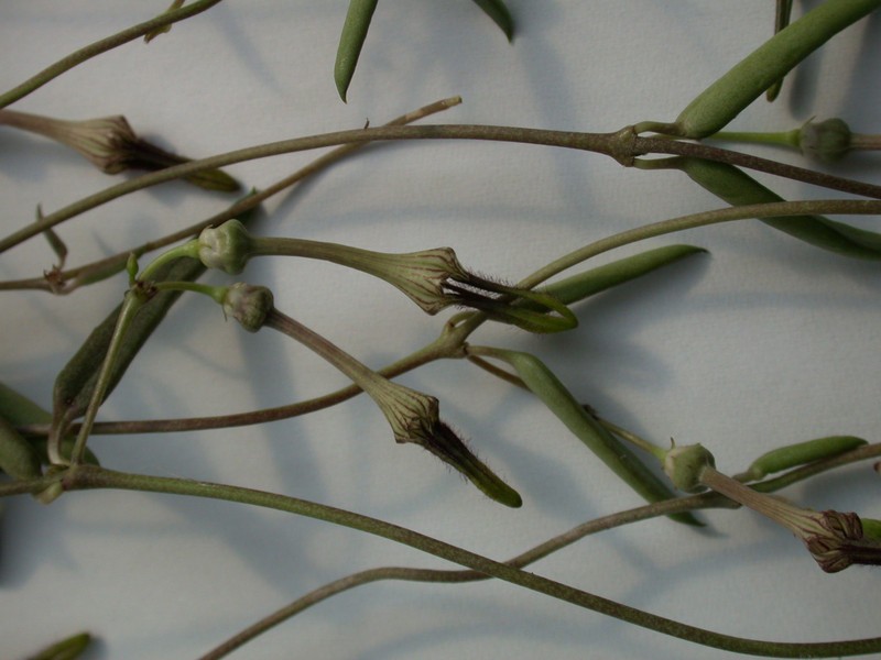 ceropegia africana 01