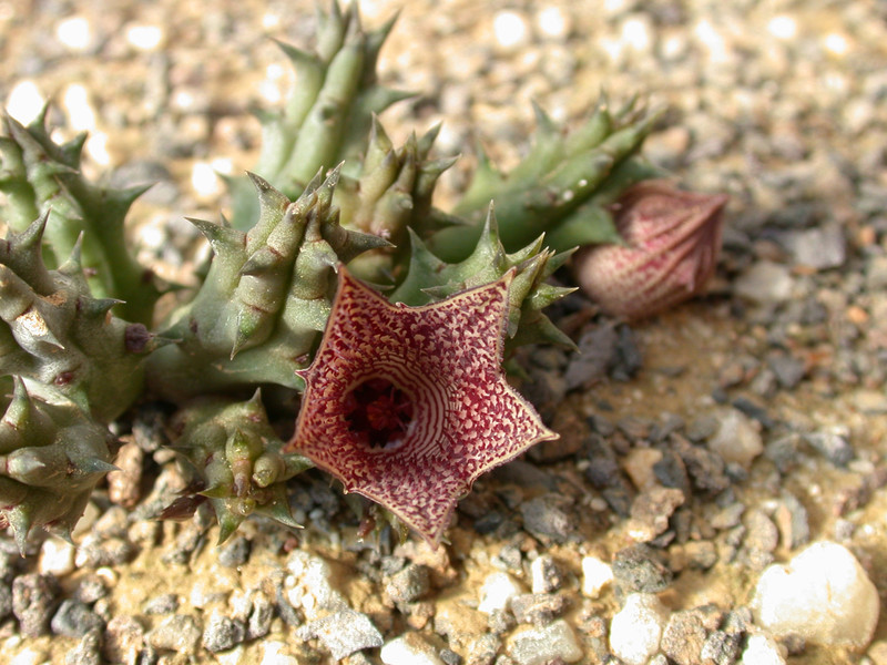 huernia whitesloanea es2321 03