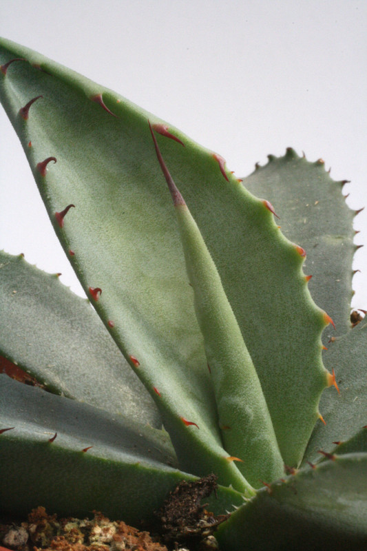 agave marmorata 0179