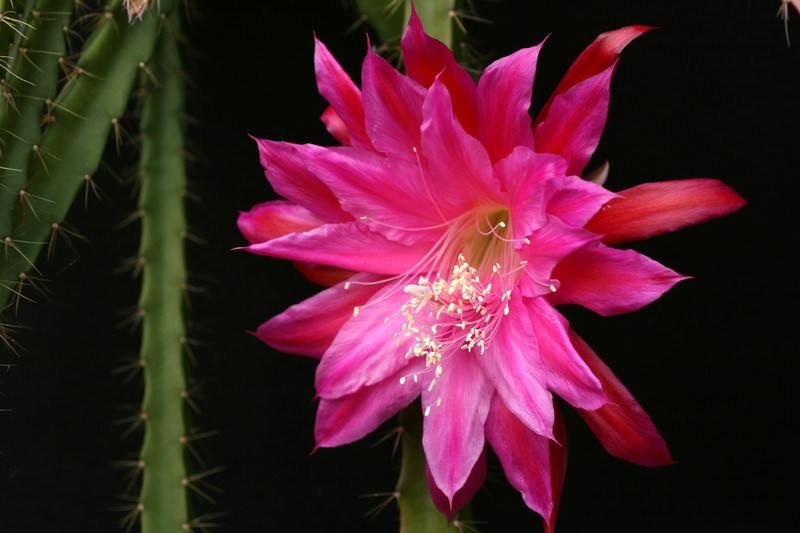 aporocactus fliedery paetz 0502