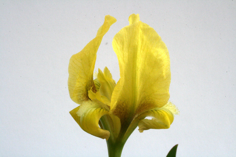 iris melitta 7850