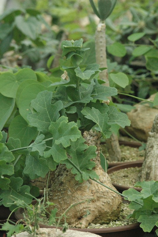 cephaopentandra ecirrhosa 02