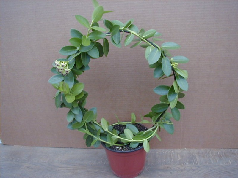 hoya cumingiana plant