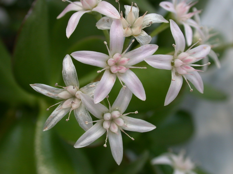 crassula portulacaria 08