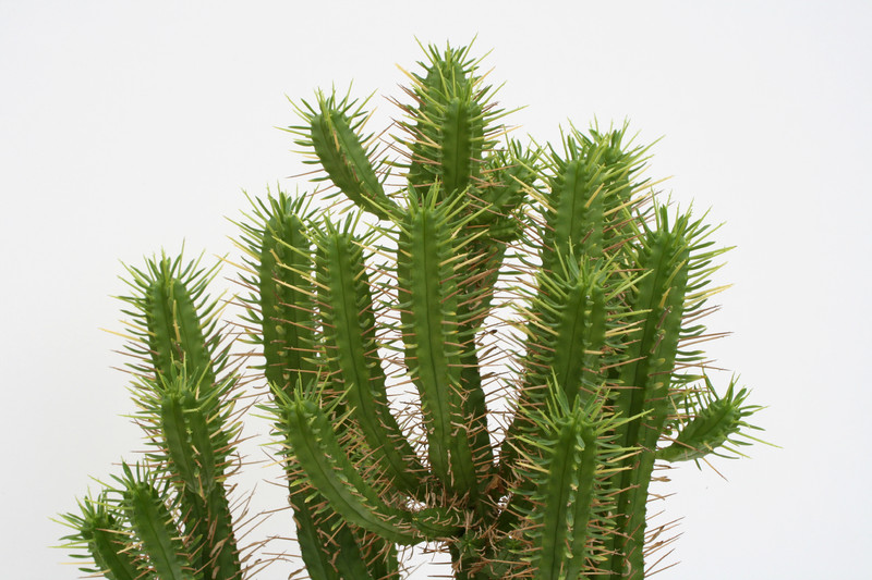 euphorbia ferox 40cm 3710