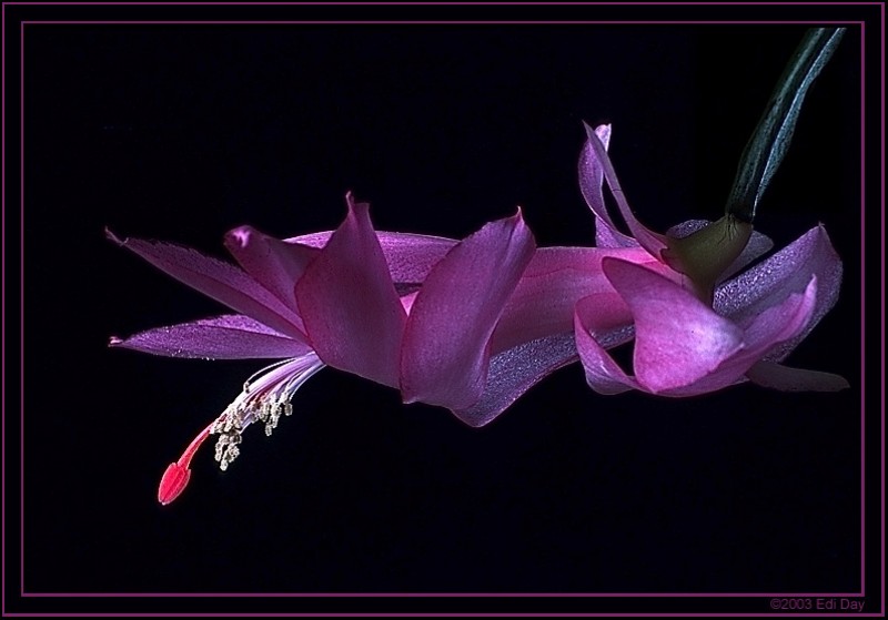 schlumbergera sonja