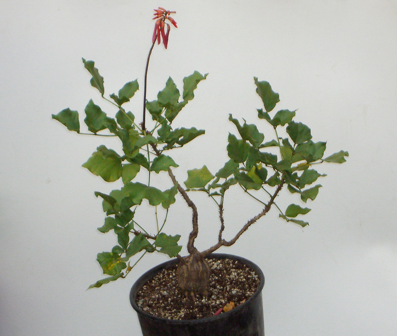 erythrina zeyheri 1911
