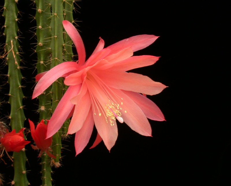 aporocactus myrna corbett 03