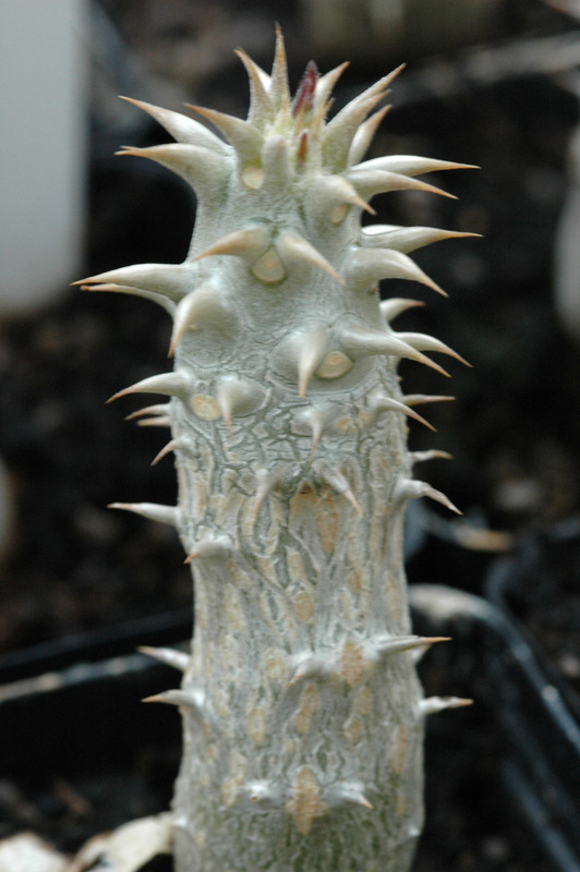 pachypodium bicolor 03