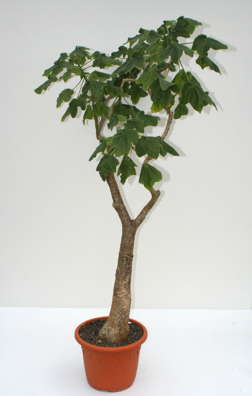 uncarina grandidieri 160cm 3680