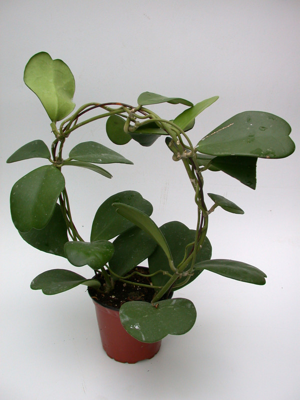 hoya kerrii 3997
