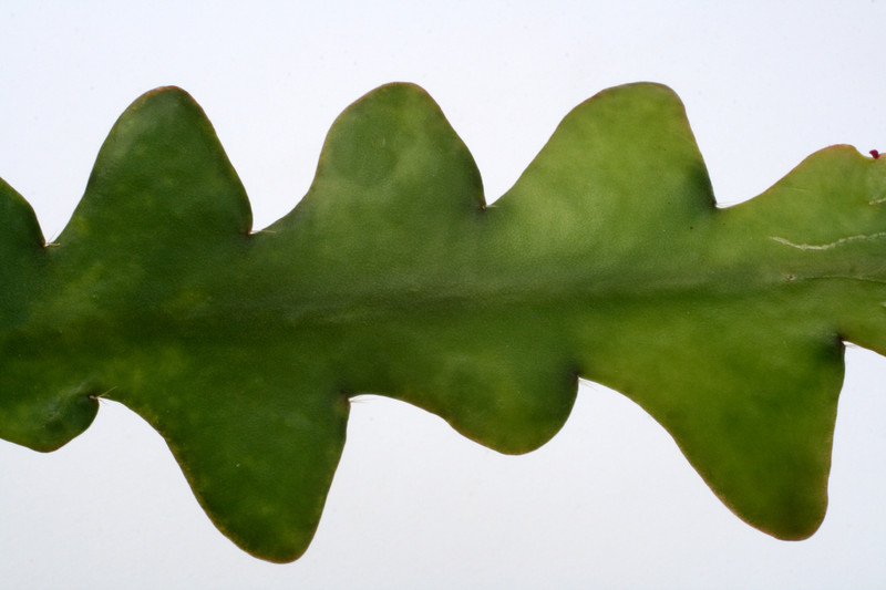 cryptocereus antonyanus magenta 2467