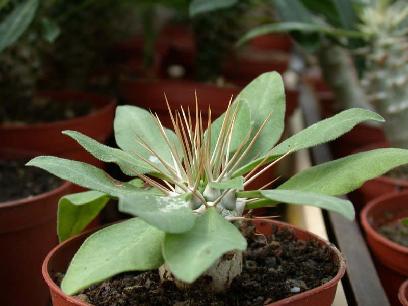 pachypodium namaquanum