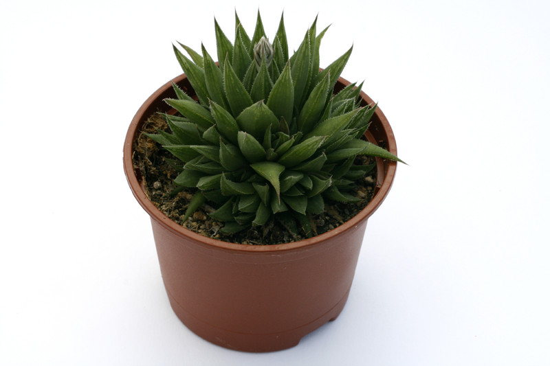 haworthia divergens 1476