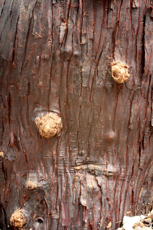 mestoclema tuberosum 9988