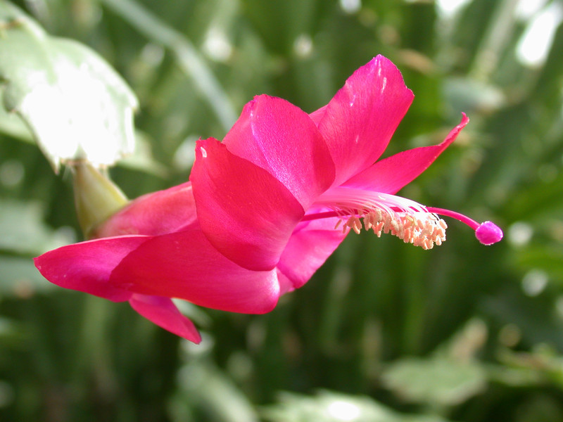 schlumbergera bristol queen 02