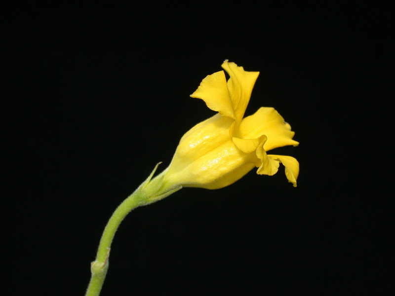 pachypodium horombense 03