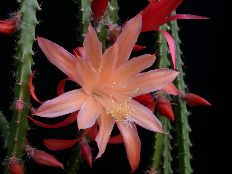 aporocactus orange queen 980468