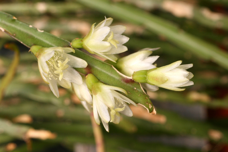 rhipsalis warmingiana 1830