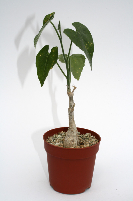 corallocarpus boehmii 4031