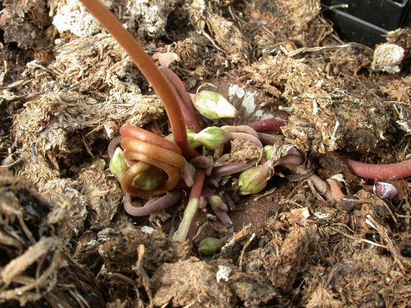 cyclamen hederifolia album 01