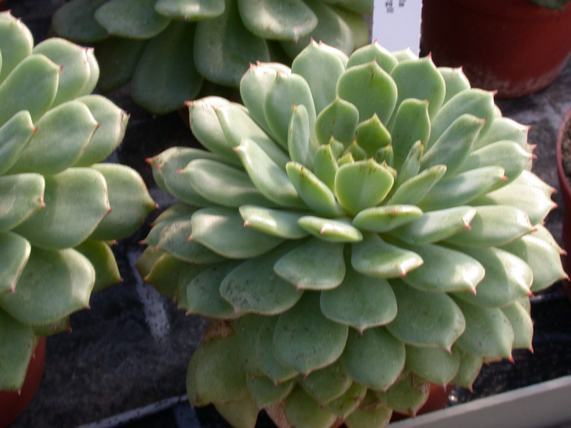 echeveria derenbergi02