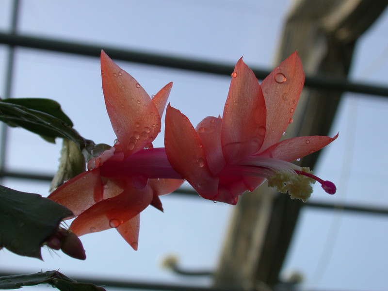 schlumbergera new chrismas 14