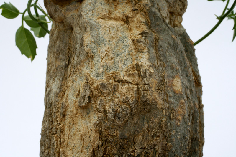 momordica rostrata 0659