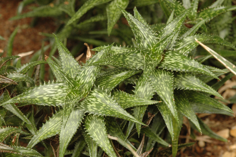 aloe jucunda 02