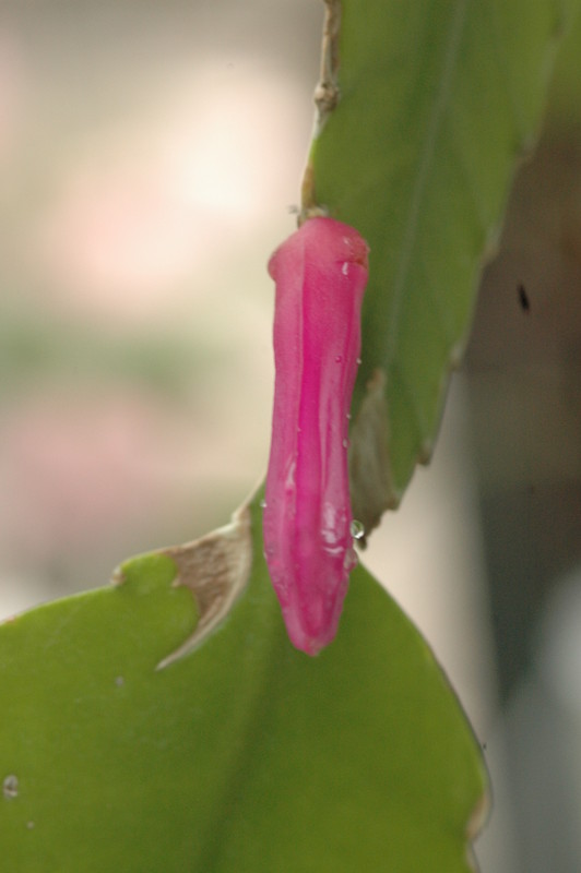 disocactus amazonicus zss 874339 9376