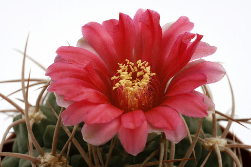 gymnocalycium oenathemum 9924