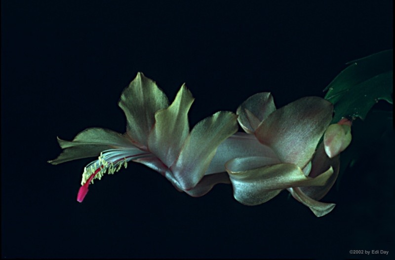 schlumbergera x gold charm